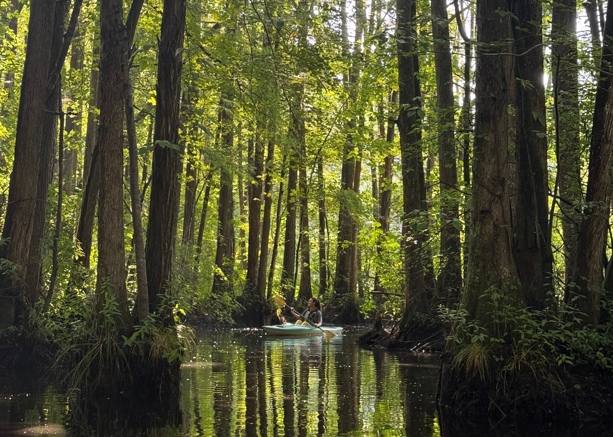 Paddler in a kayak gliding through the bald cypress trees and blackwater of Robertson Millpond Preserve near Wendell