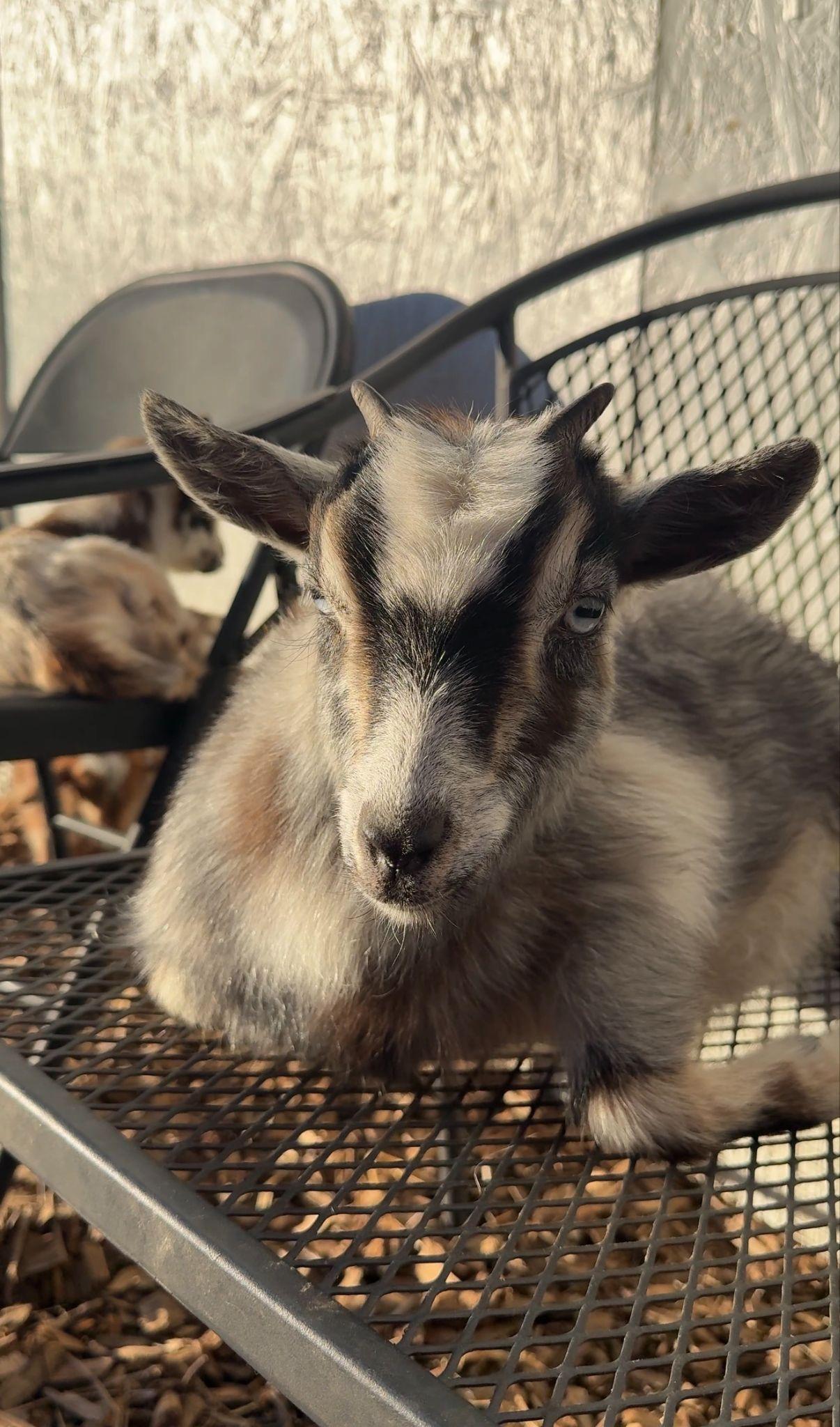 Things to Do in Wendell, NC: A Fun Day Out With Coffee, Goats, Craft Beer, and Games