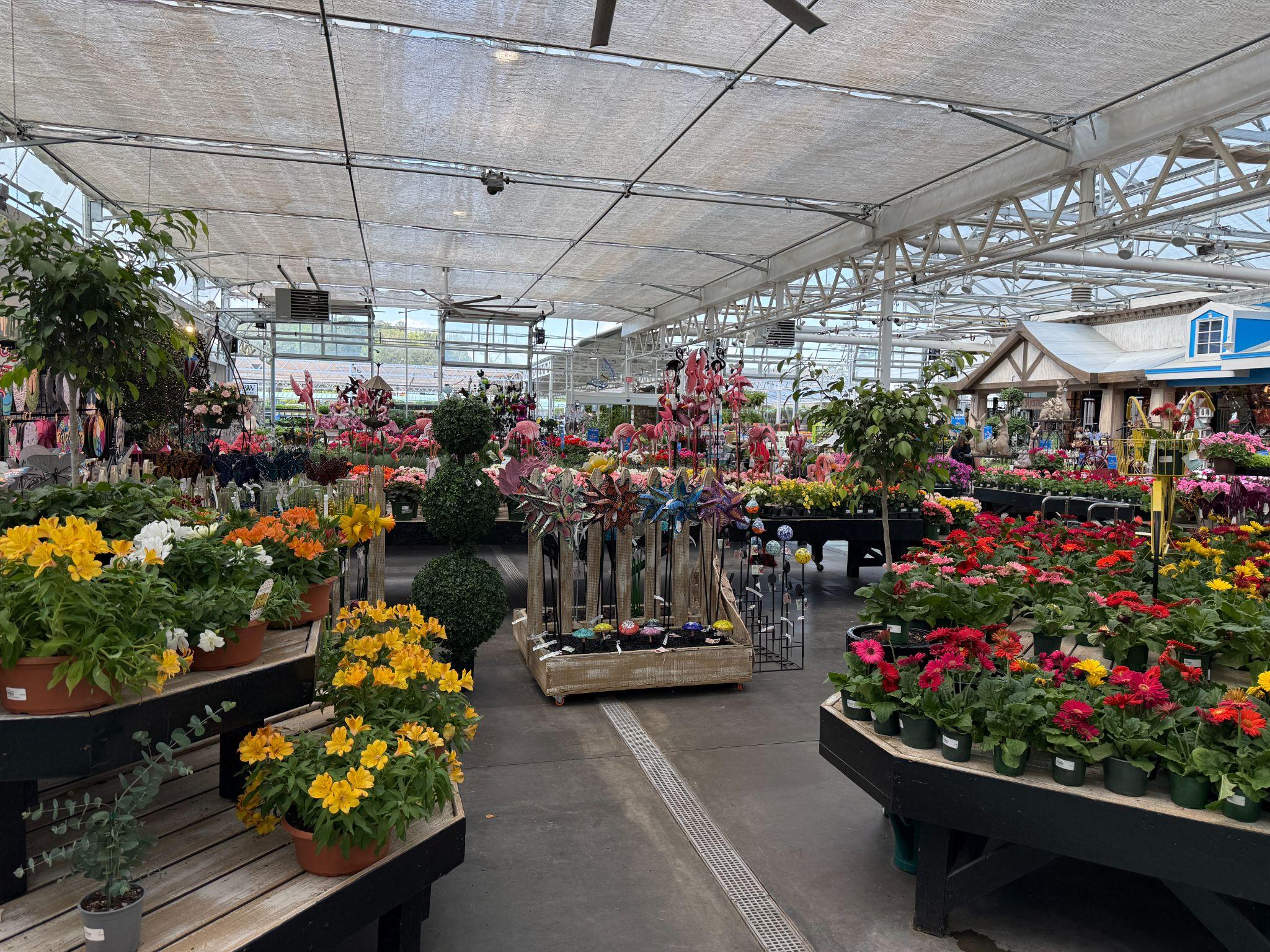 Rows of colorful flowers and plants inside the DeWayne's greenhouse in Selma