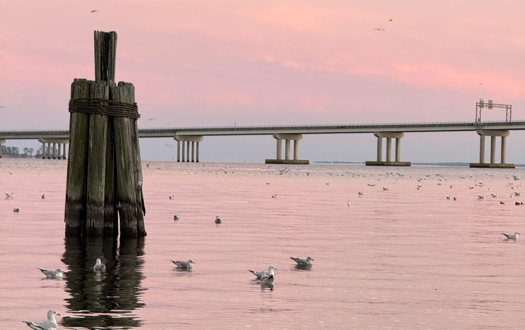 Pink sunset over the water in New Bern, North Carolina, with gulls and a long bridge in the distance