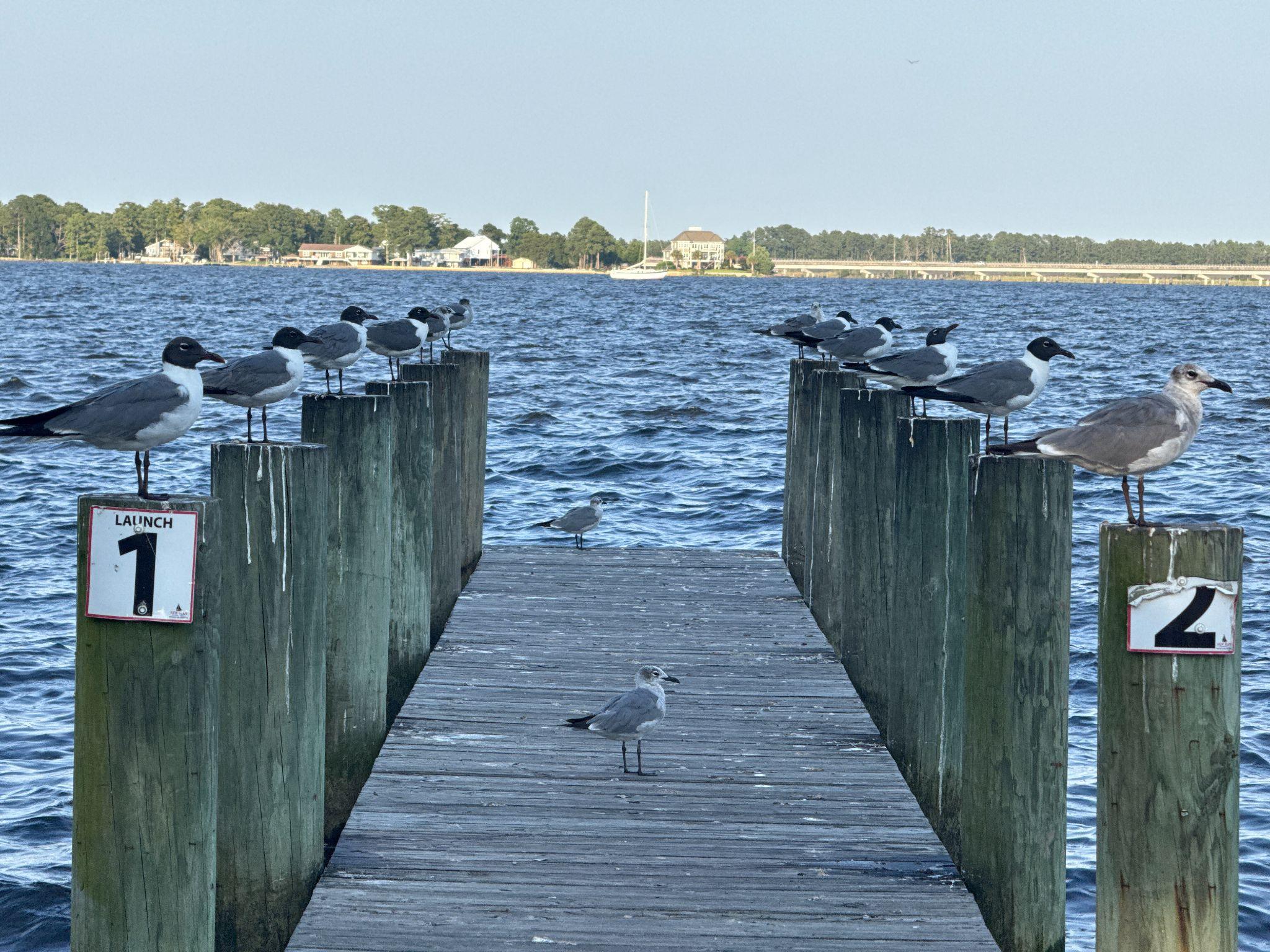 Wooden launch dock on the New Bern waterfront lined with gulls, with the town and bridge across the water